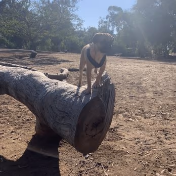 Nate's Point Off-Leash Dog Park photo 2